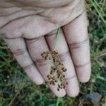 Fimbristylis littoralis Flor