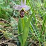 Ophrys scolopax Staniste