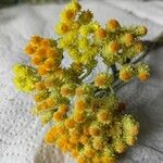 Helichrysum arenariumFlower