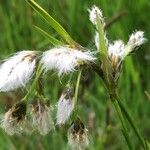 Eriophorum latifolium Květ