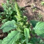 Amaranthus retroflexusFlower