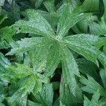 Anemonastrum canadense Leaf