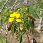 Senna auriculata Floro