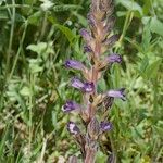 Orobanche lavandulacea Vekstform