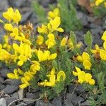 Cytisus decumbens Flor