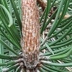 Pinus nigra Žiedas