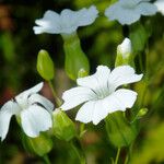 Vaccaria hispanica 花