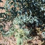 Argemone pleiacantha Hoja