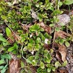 Arctostaphylos uva-ursiFlower