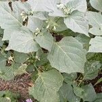 Solanum nigrum Pokrój