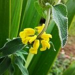 Phlomis fruticosa Fulla