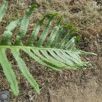 Polypodium vulgare Blatt