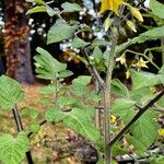 Solanum pimpinellifolium 形态