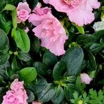 Rhododendron alabamense 形態