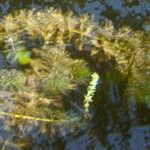 Myriophyllum verticillatum Frunză