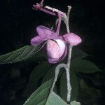 Eschweilera pedicellata