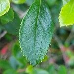 Escallonia rubra Blad