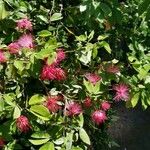 Calliandra tergemina Hábito