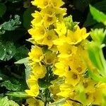 Lysimachia punctataКветка