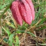 Fritillaria meleagris Цвят