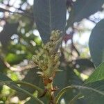 Persea indica Flower