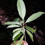 Ixora nicaraguensis Leaf