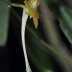 Angraecum ochraceum Flower