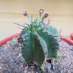 Euphorbia pulvinata Ліст