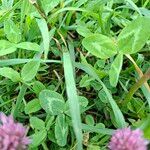 Trifolium pratense পাতা