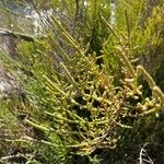 Salicornia fruticosa Blad