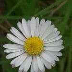 Bellis annuaFleur