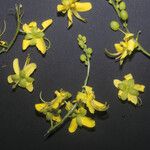 Cassia spruceana