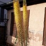 Eremurus stenophyllus Flower