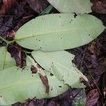 Mammea africana Leaf