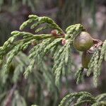 Juniperus recurva Hábito