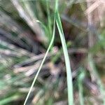 Eragrostis curvula 葉