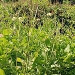 Cephalaria gigantea Habit