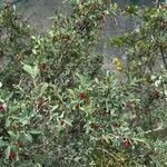 Cotoneaster integerrimusHábito