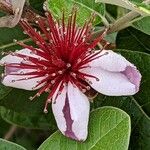 Feijoa sellowiana Květ