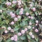 Persicaria capitataFlower