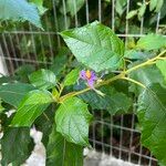 Solanum paludosum Λουλούδι