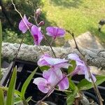 Dendrobium bigibbum Blüte