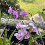 Dendrobium bigibbum 花