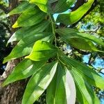 Cocculus laurifolius Leaf