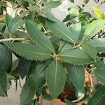 Osmanthus armatus Leaf