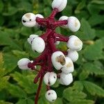 Actaea pachypoda 果實