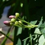 Ipomoea mauritiana Blüte
