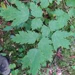 Actaea spicata Leaf