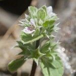 Stachys brachyclada Други