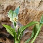 Spathiphyllum blandum Foglia